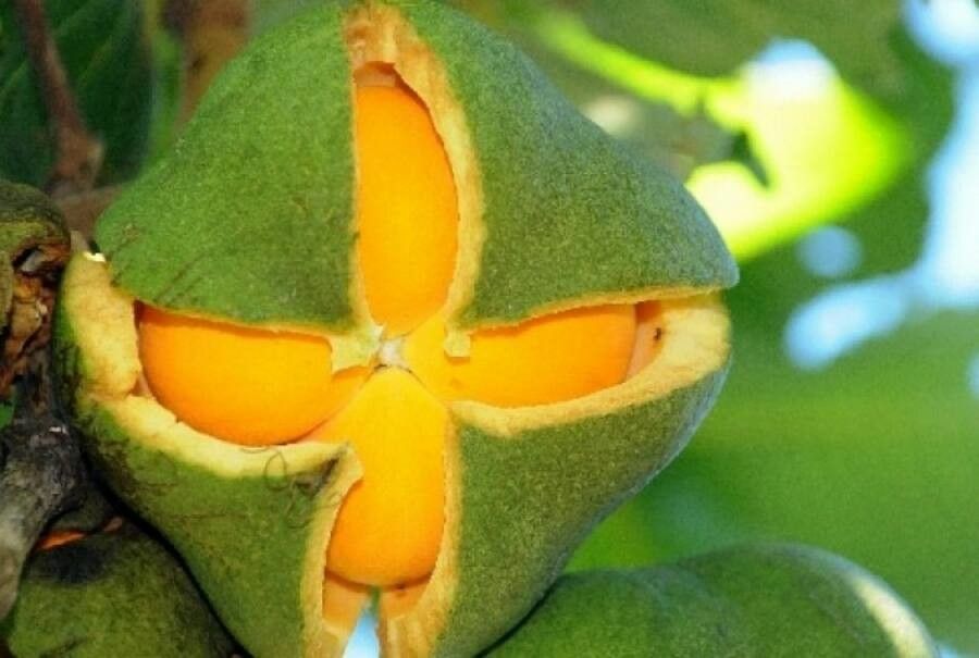 Caryocar brasiliense fruit