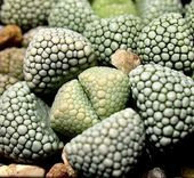 Titanopsis primosii