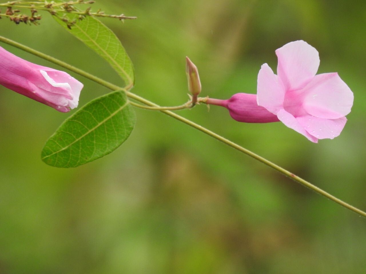 Rhabdadenia madida flower