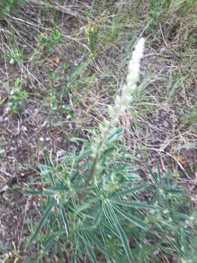Polygala alba flower