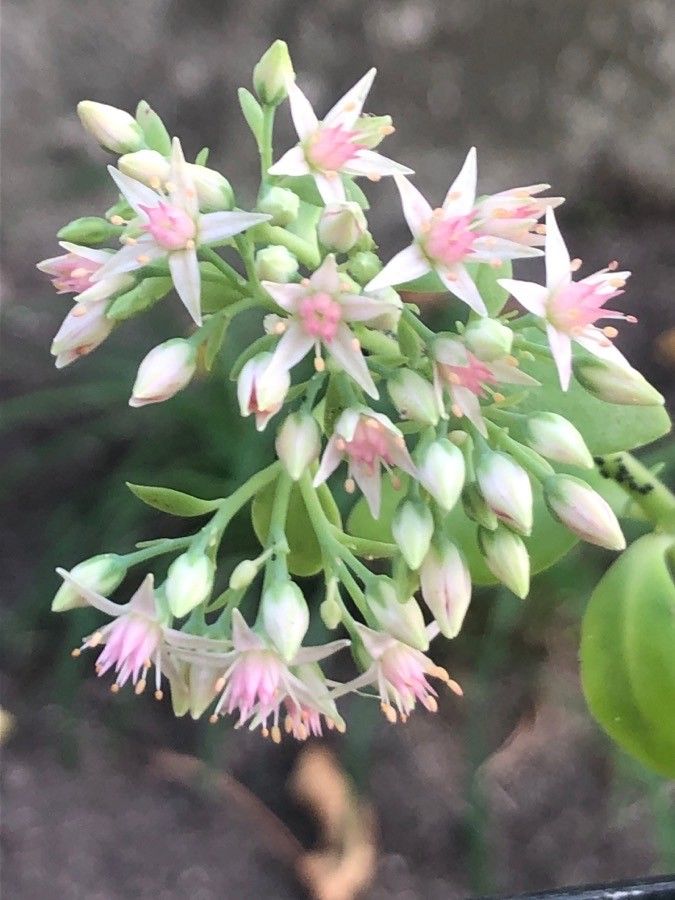 Hylotelephium erythrostictum flower