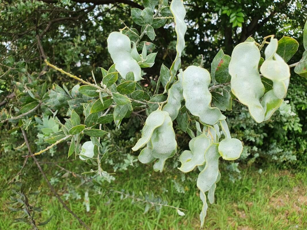 Acacia podalyriifolia — search result for 'Acacia'