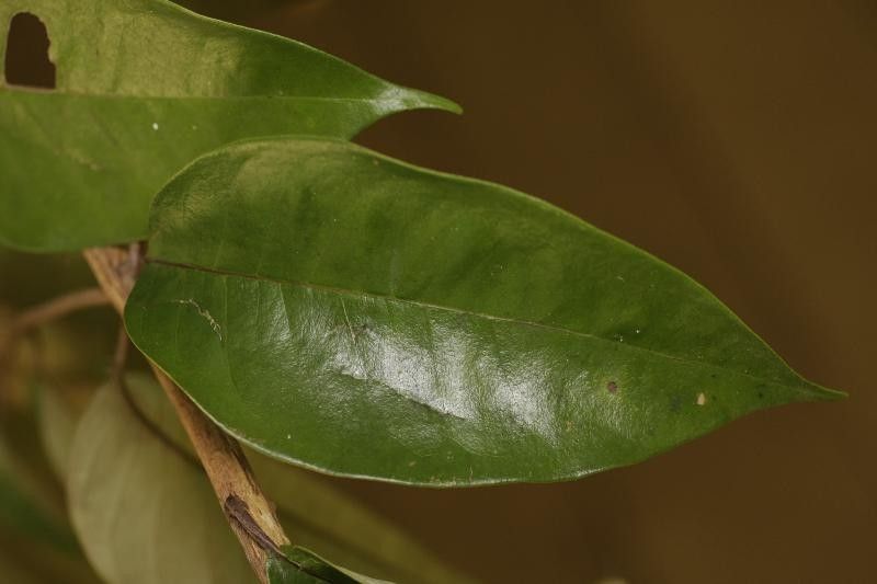 Vismia cayennensis leaf
