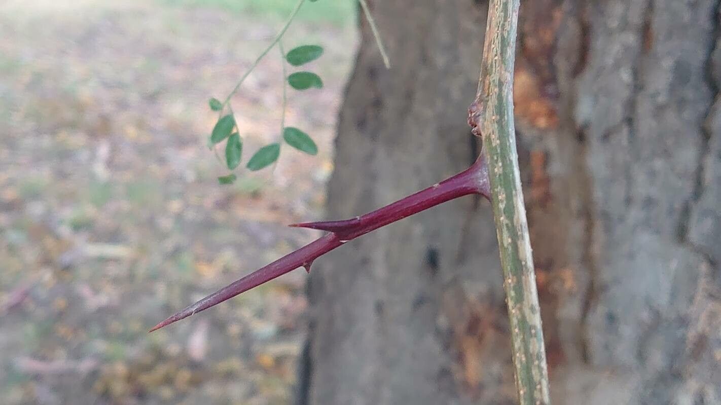 Kirkia acuminata bark