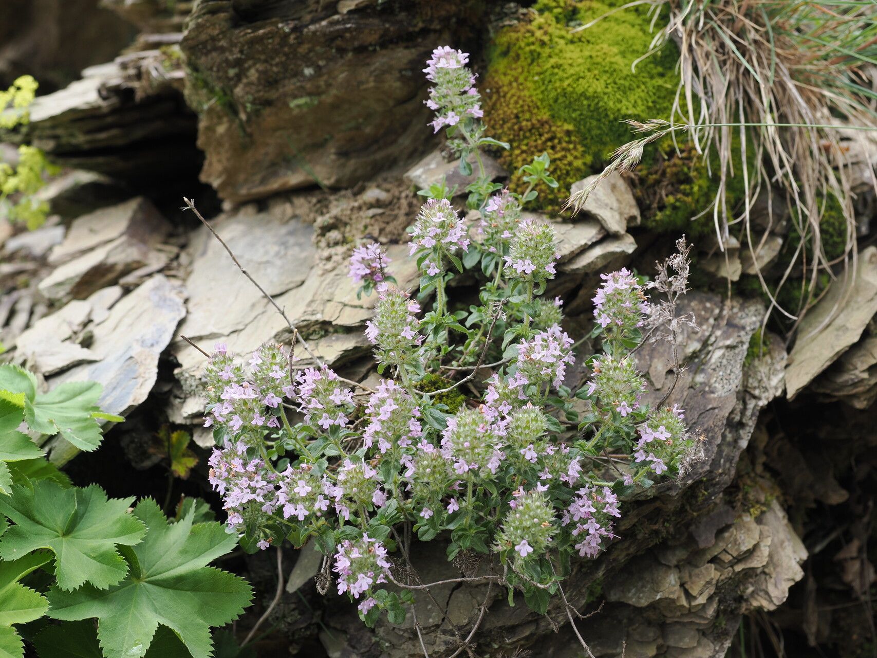 Thymus nummularius habit