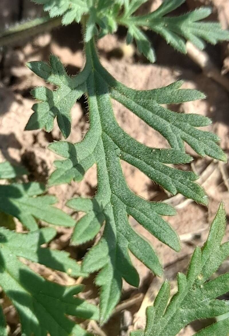 Verbena cabrerae — houseplant care guide