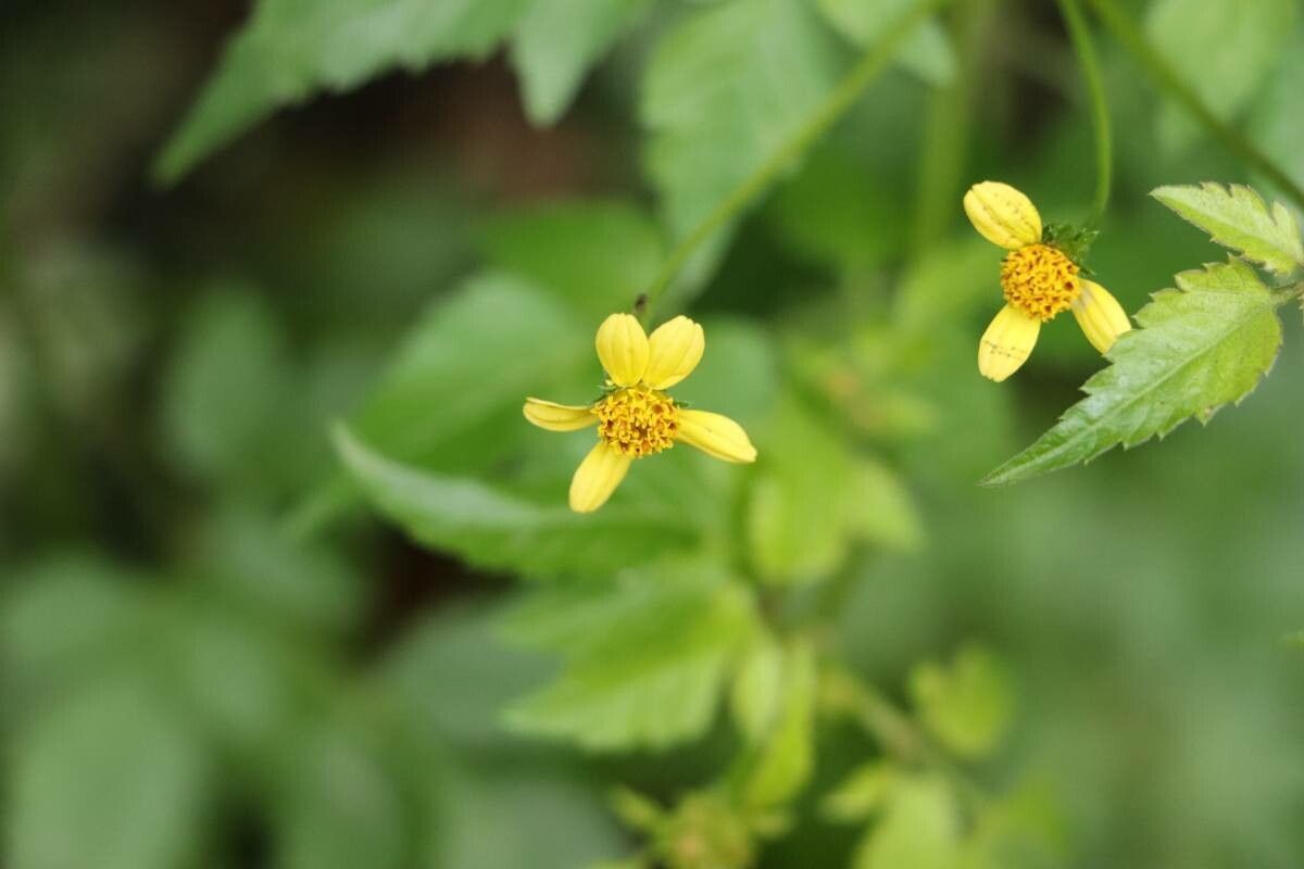 Bidens biternata — search result for 'Bidens'