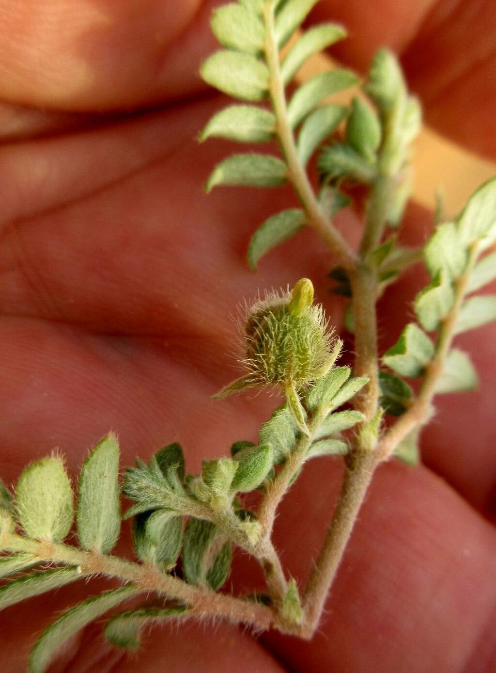 Tribulus pentandrus fruit