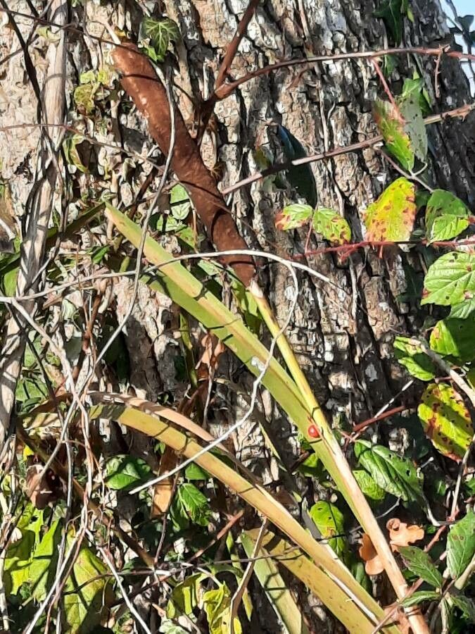 Typha latifolia leaf
