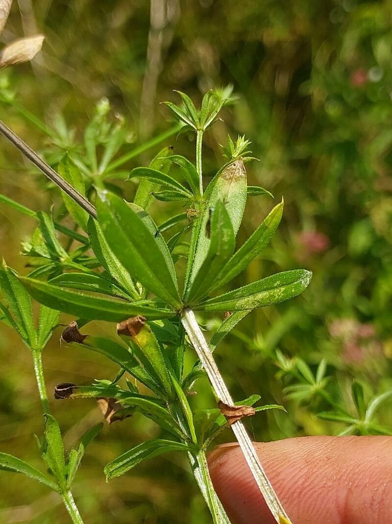 Galium rivale leaf