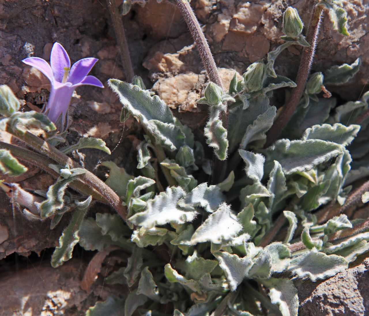 Campanula celsii habit