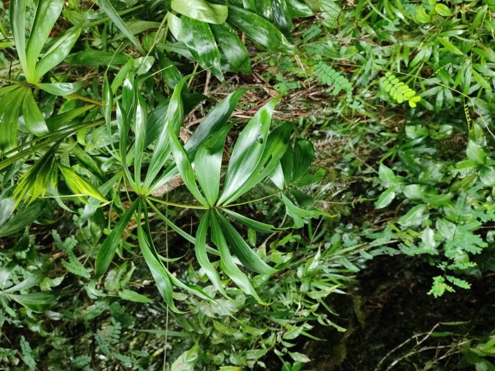 Dypsis fasciculata other