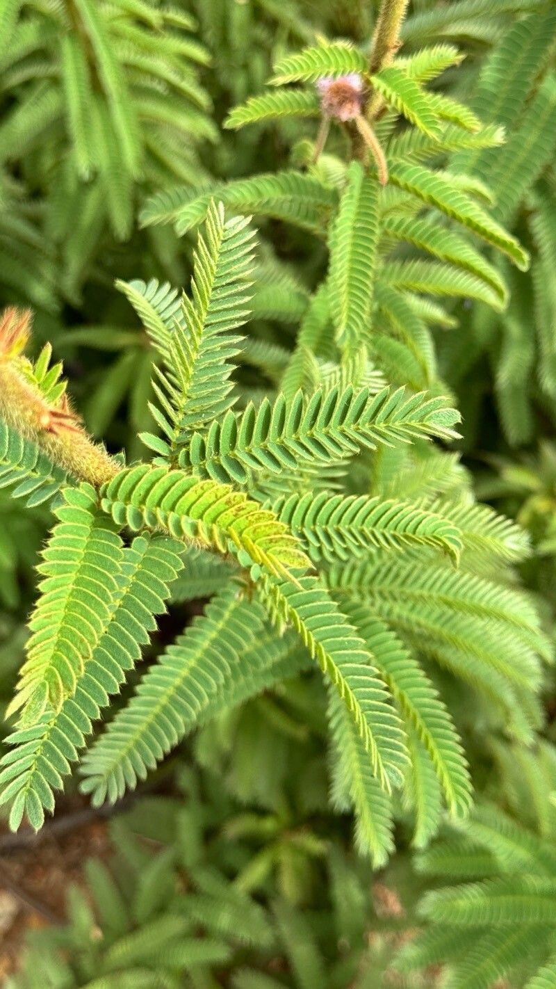 Mimosa dolens — search result for 'Mimosa'