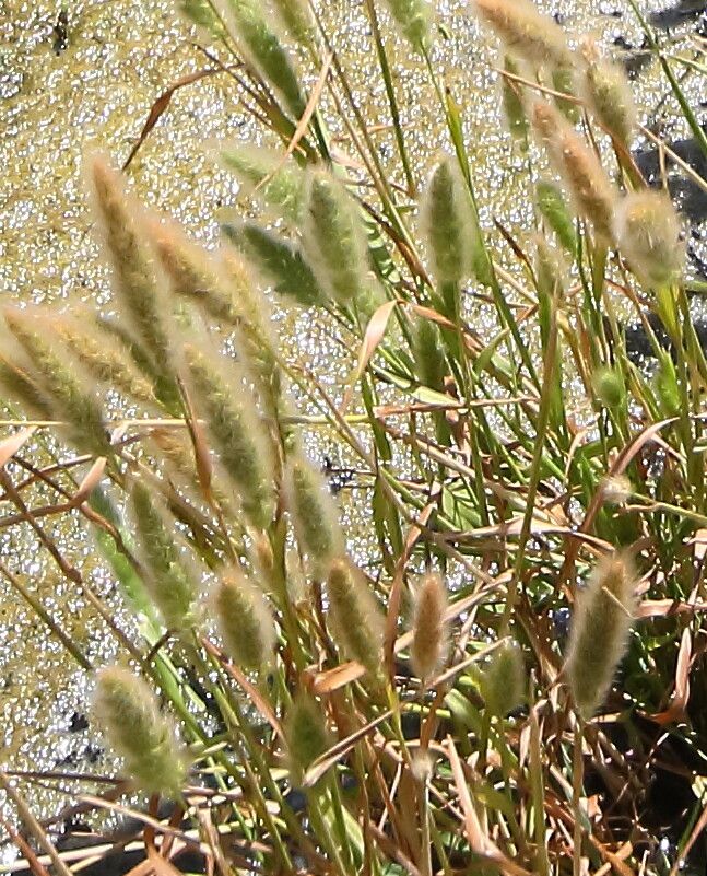 Polypogon monspeliensis flower
