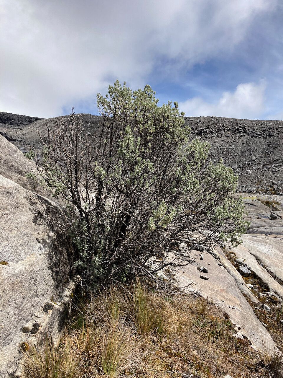 Diplostephium alveolatum habit