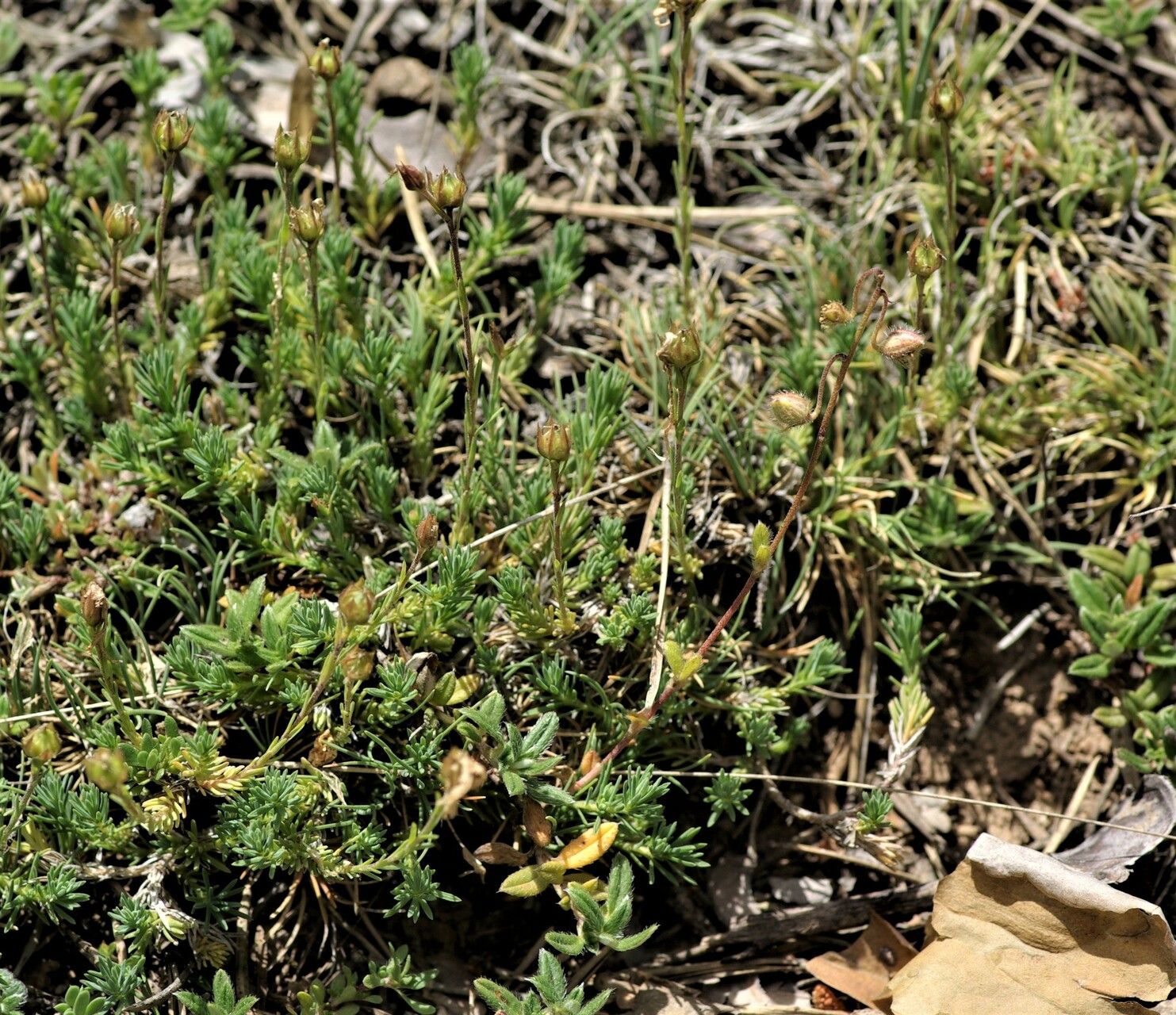 Linum suffruticosum fruit