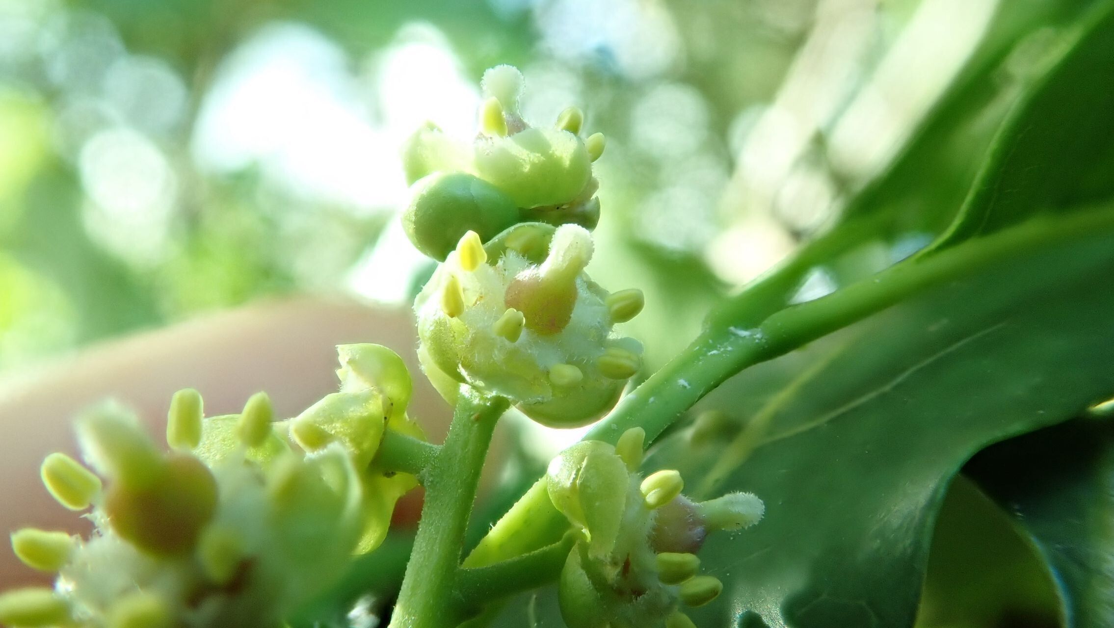 Cupaniopsis petiolulata flower