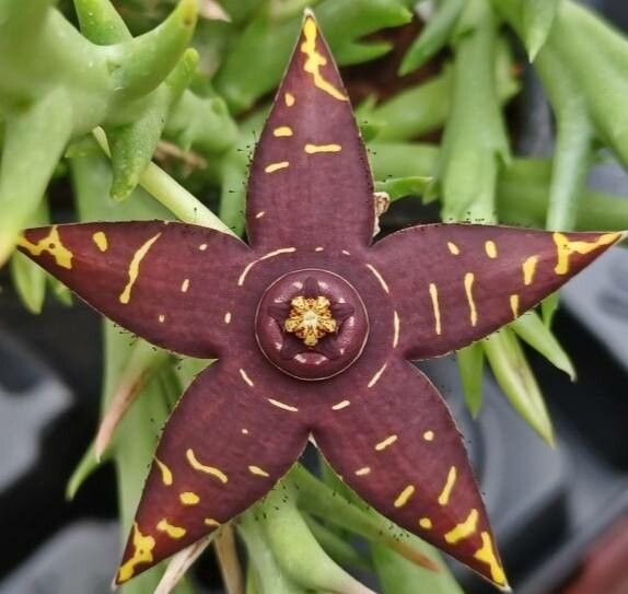 Orbea halipedicola — search result for 'Orbea'