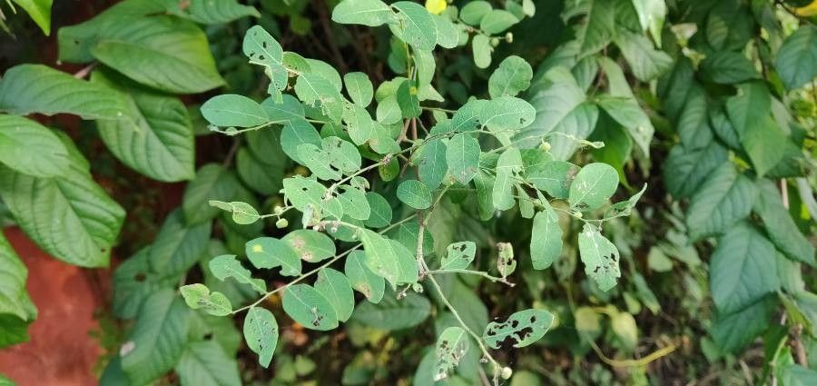 Phyllanthus reticulatus leaf