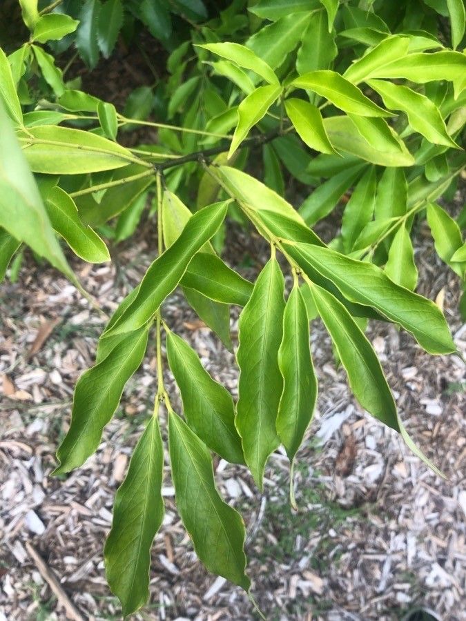 Euonymus wilsonii — search result for 'Euonymus'