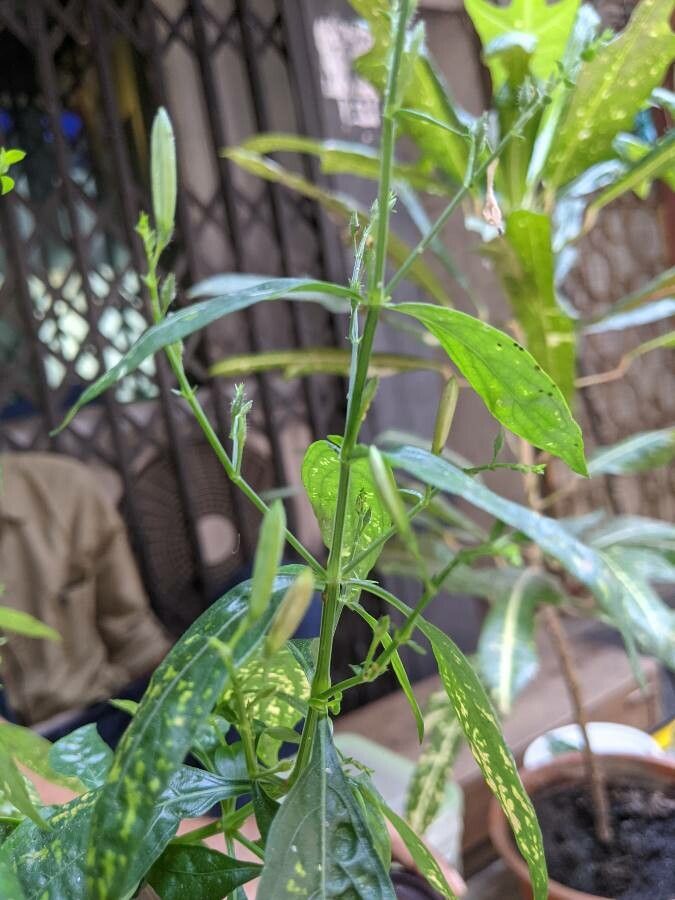 Andrographis paniculata fruit