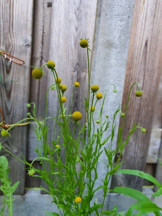 Helenium aromaticum flower