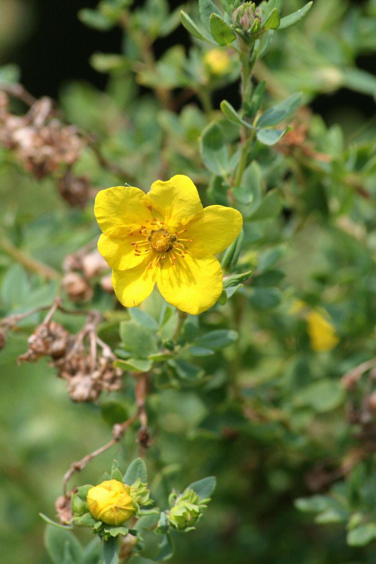 Dasiphora arbuscula flower