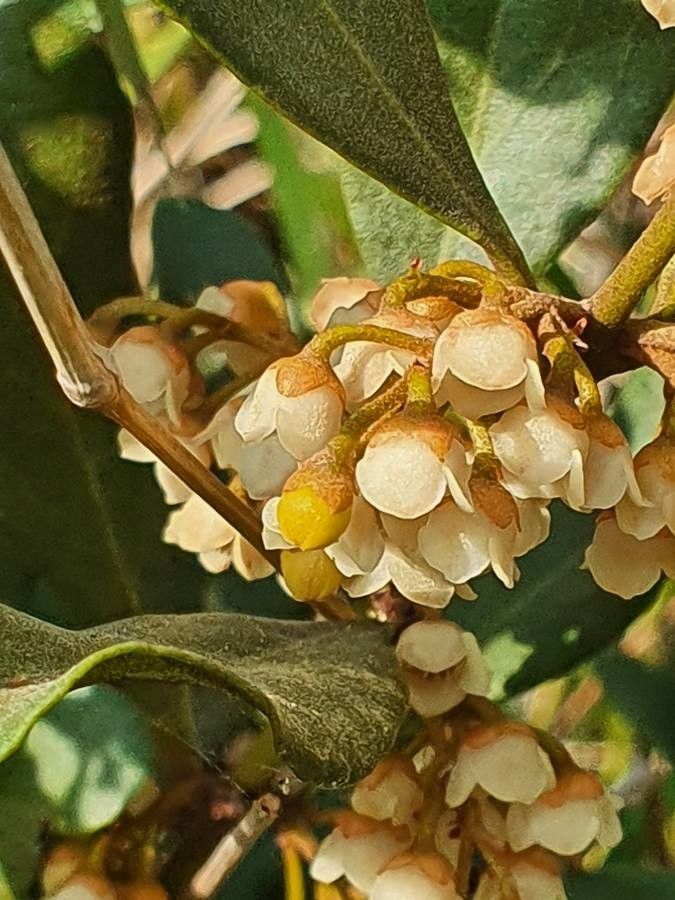 Euclea divinorum flower