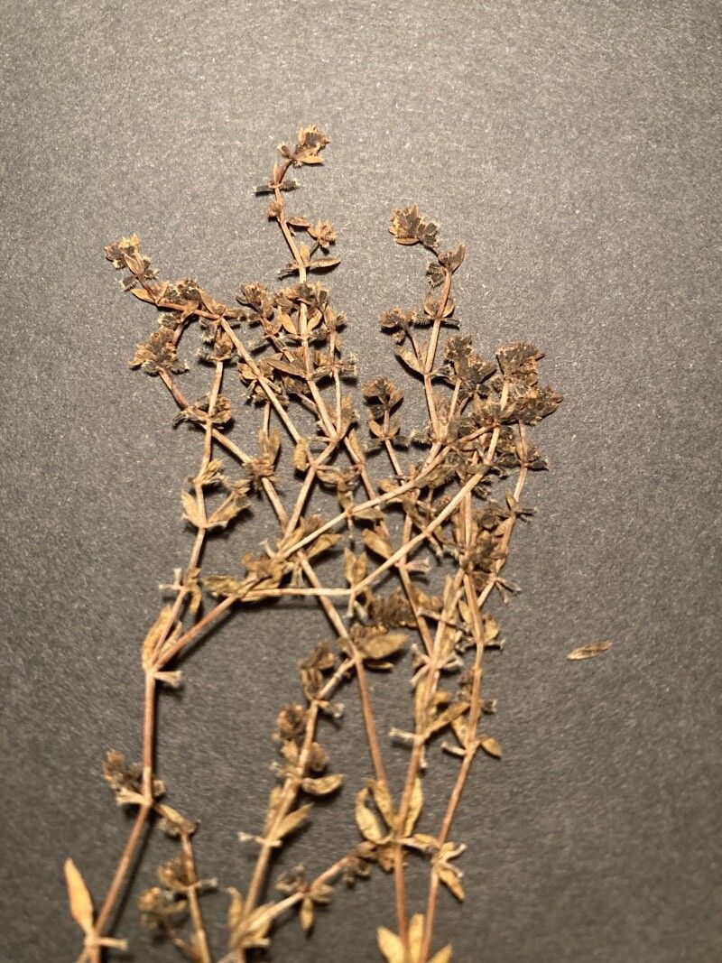 Galium murale flower