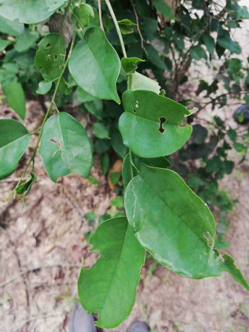 Baphia dewevrei leaf