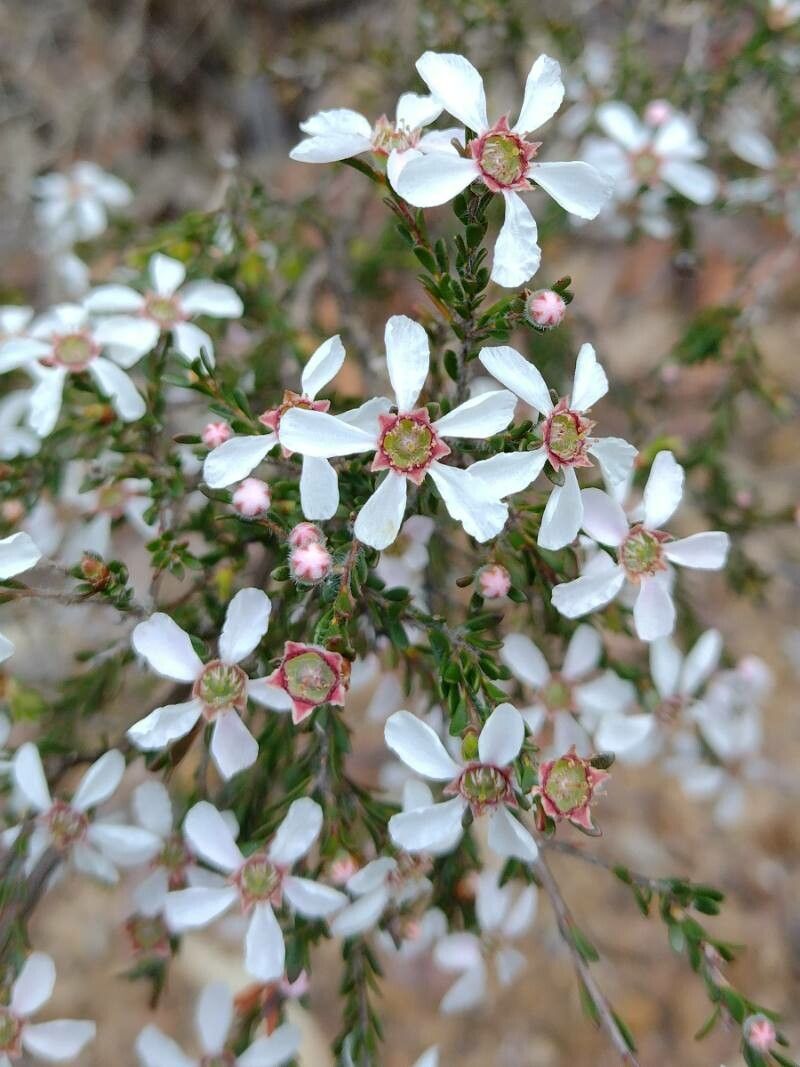 Leptospermum parvifolium — houseplant care guide