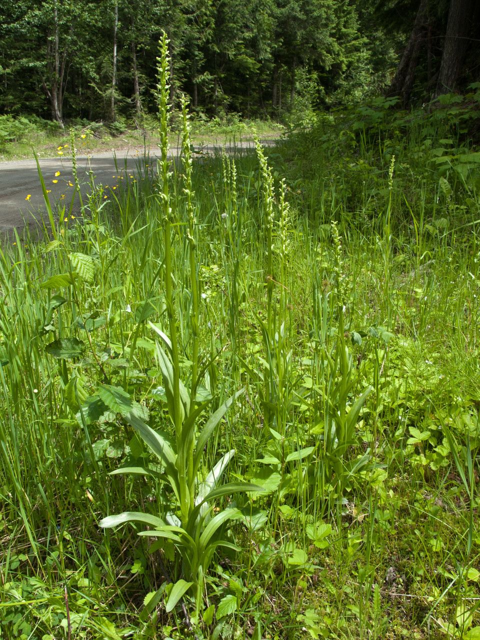 Platanthera hyperborea habit