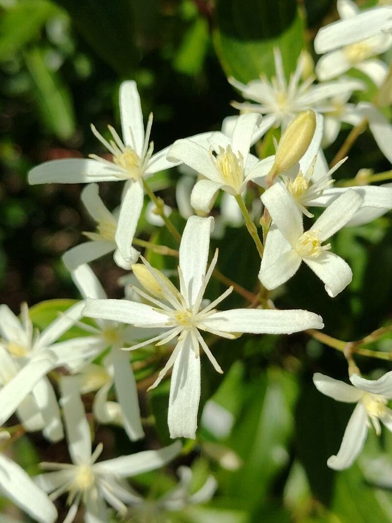Clematis glycinoides flower