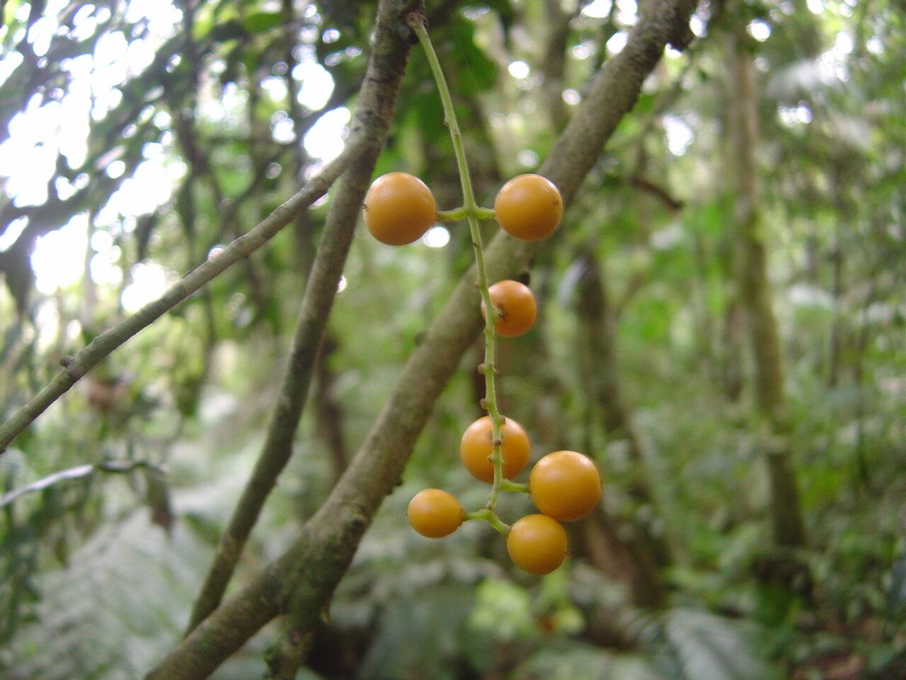 Picramnia ramiflora fruit