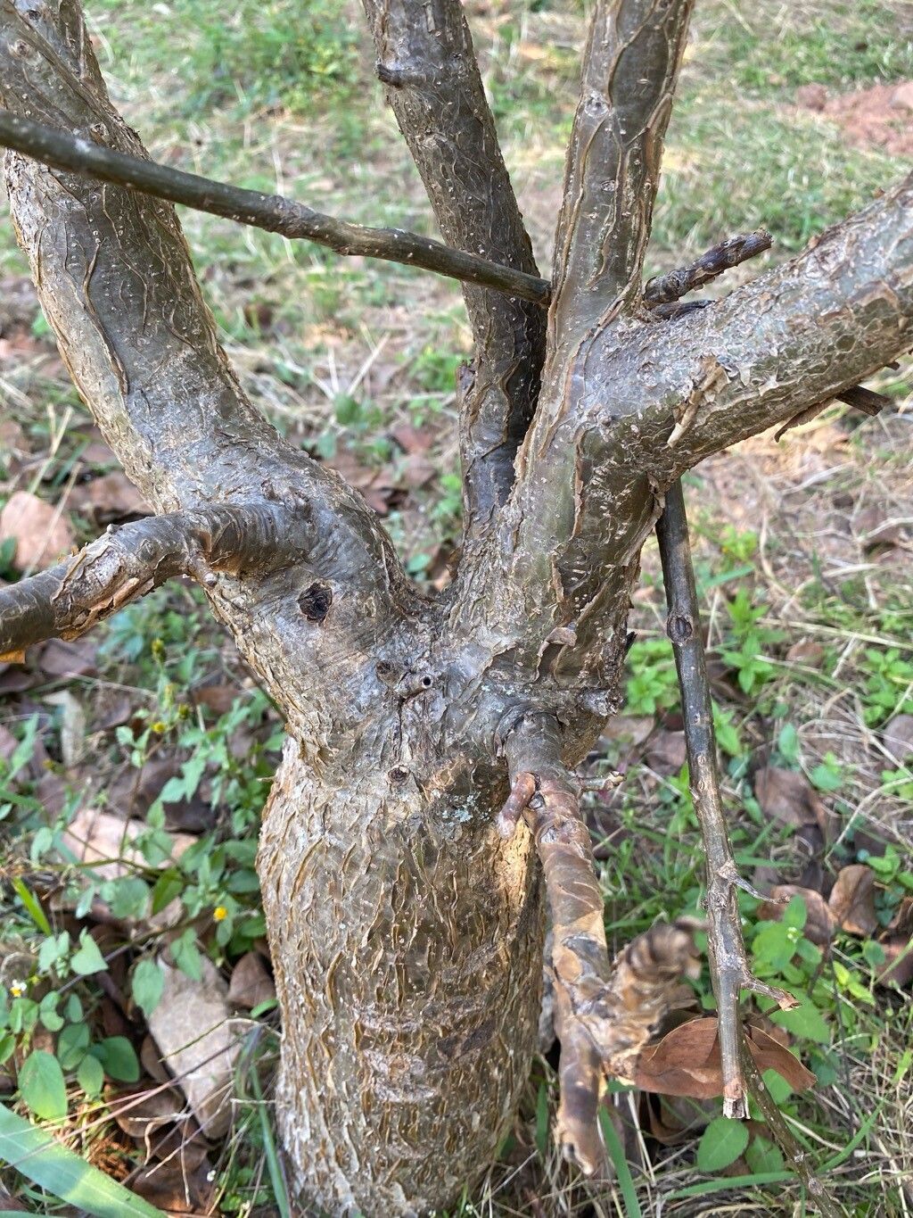 Delonix brachycarpa bark