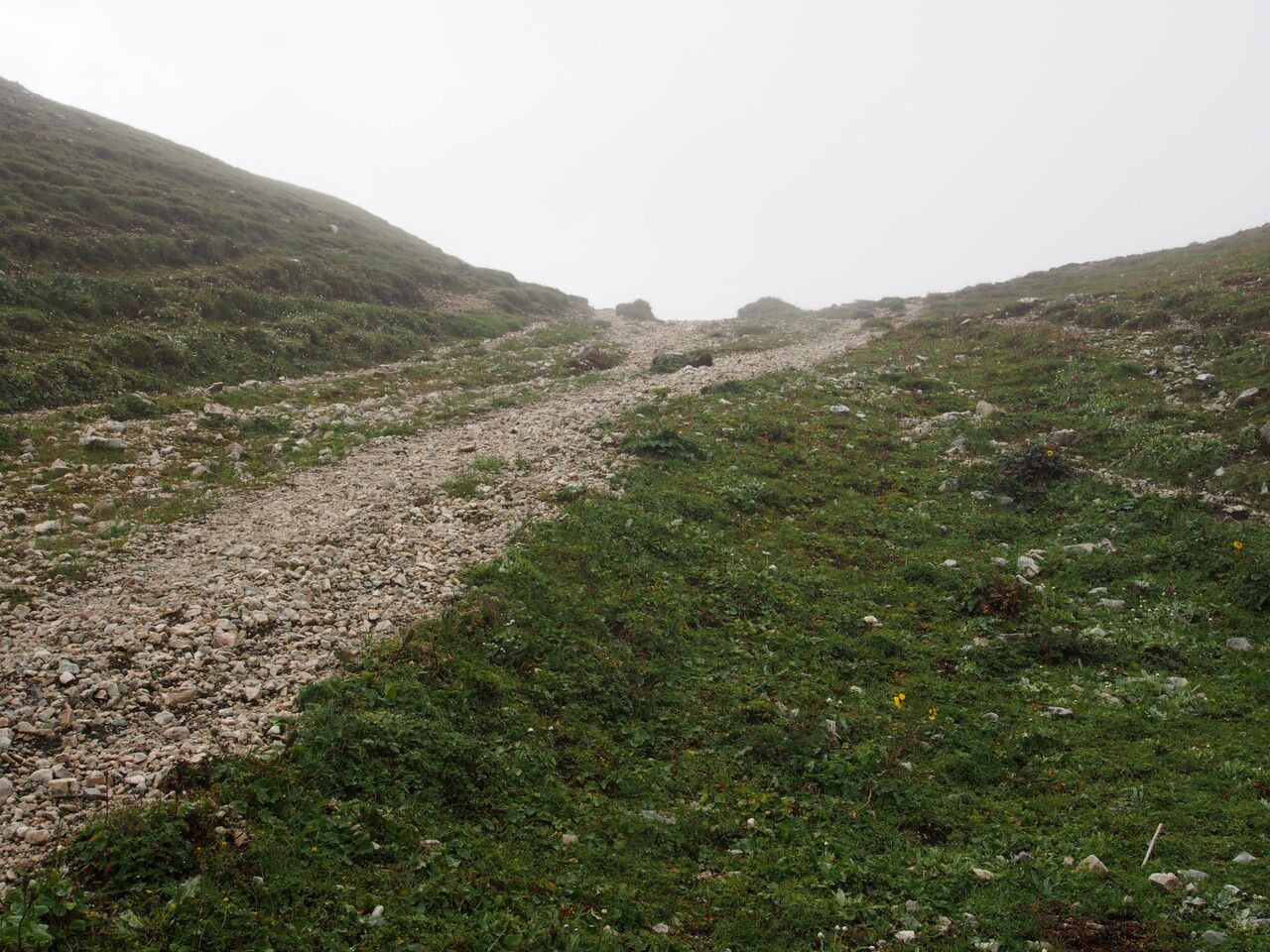 Pedicularis rhinanthoides — houseplant care guide