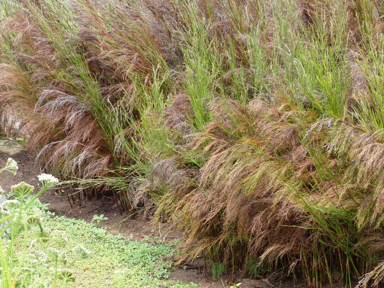 Restio paniculatus habit