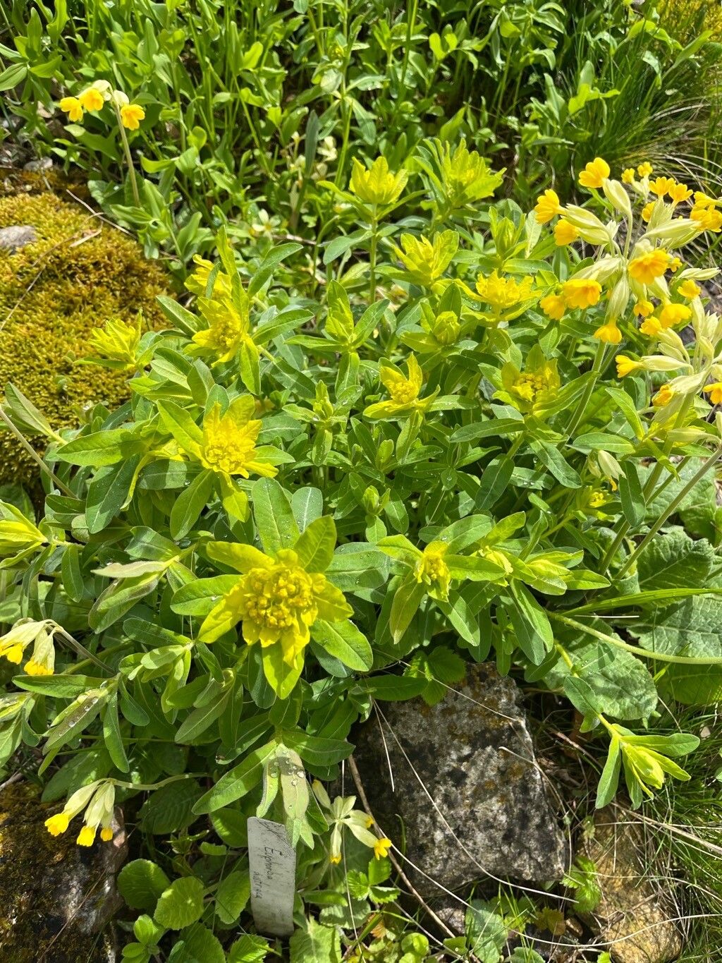 Euphorbia austriaca habit