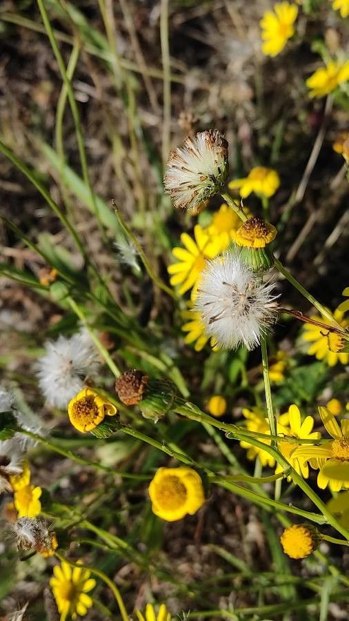 Senecio gallicus fruit