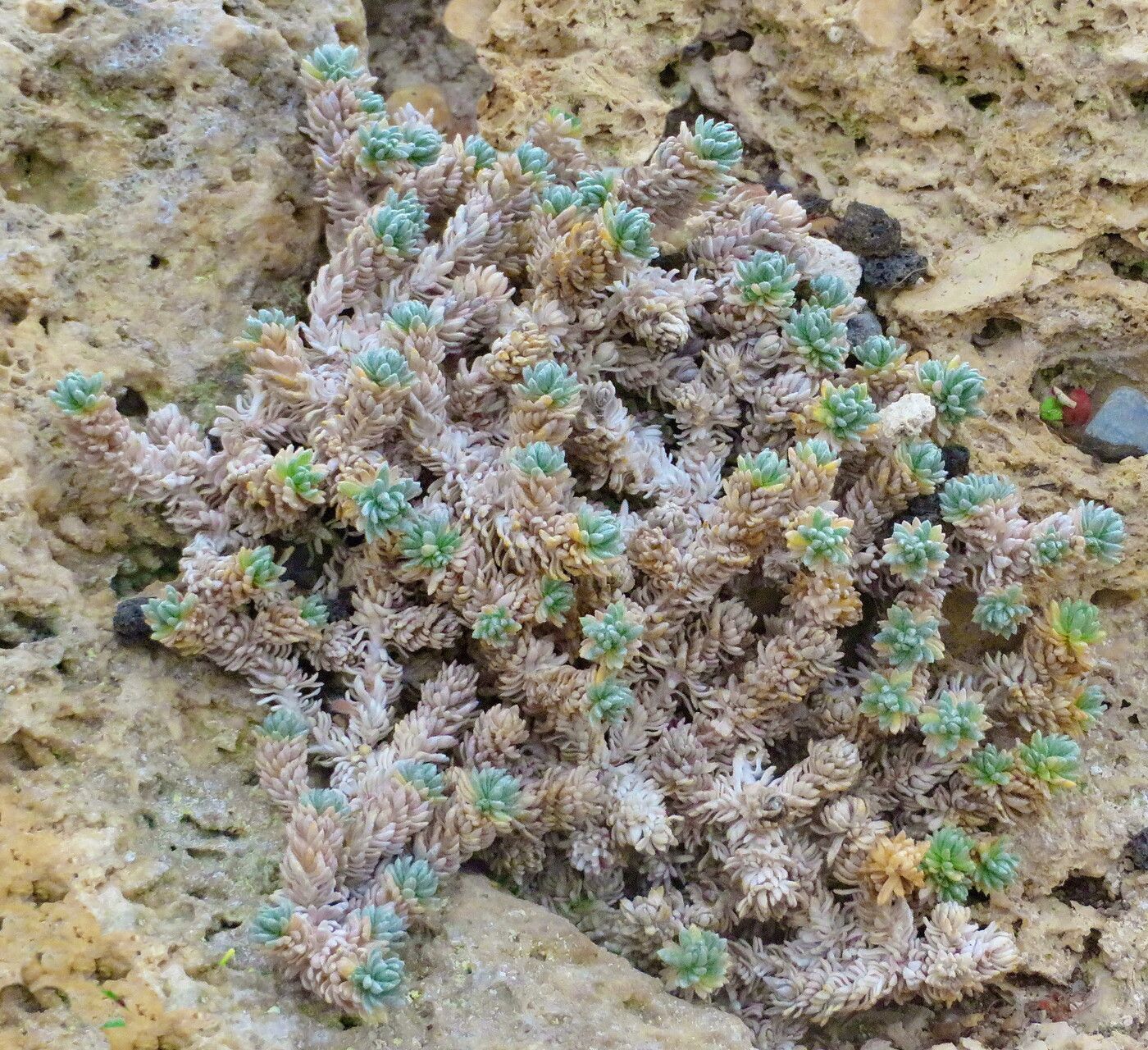 Alyssum caespitosum leaf