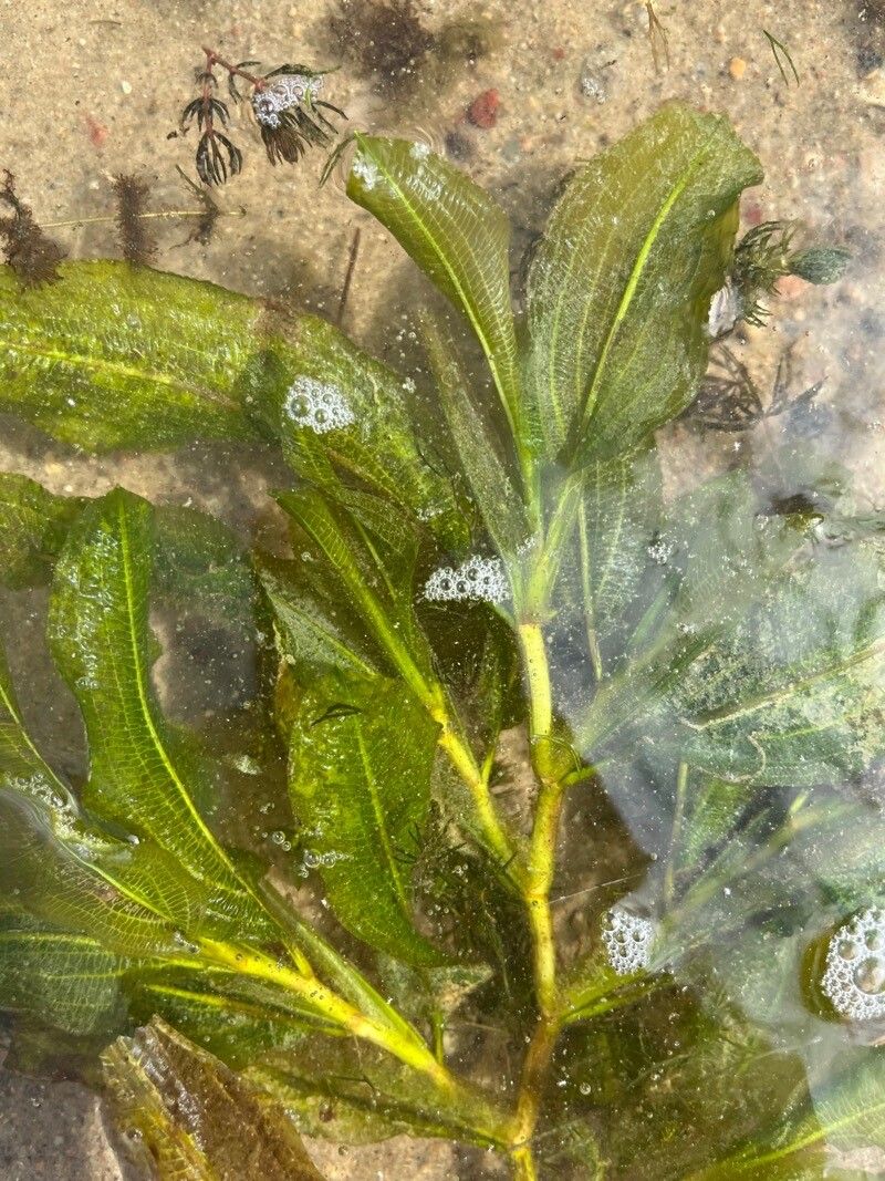 Potamogeton lucens — search result for 'Potamogeton'