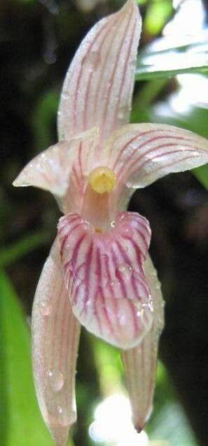 Bulbophyllum ambrosia flower