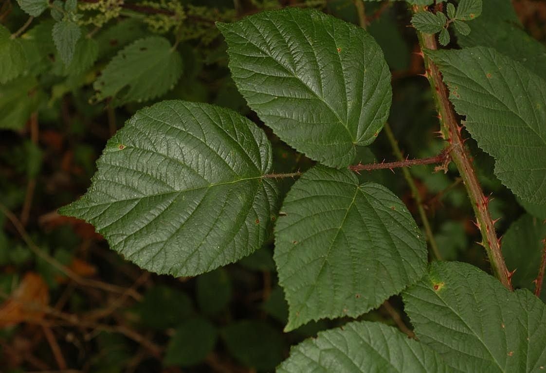 Rubus subcordatus leaf