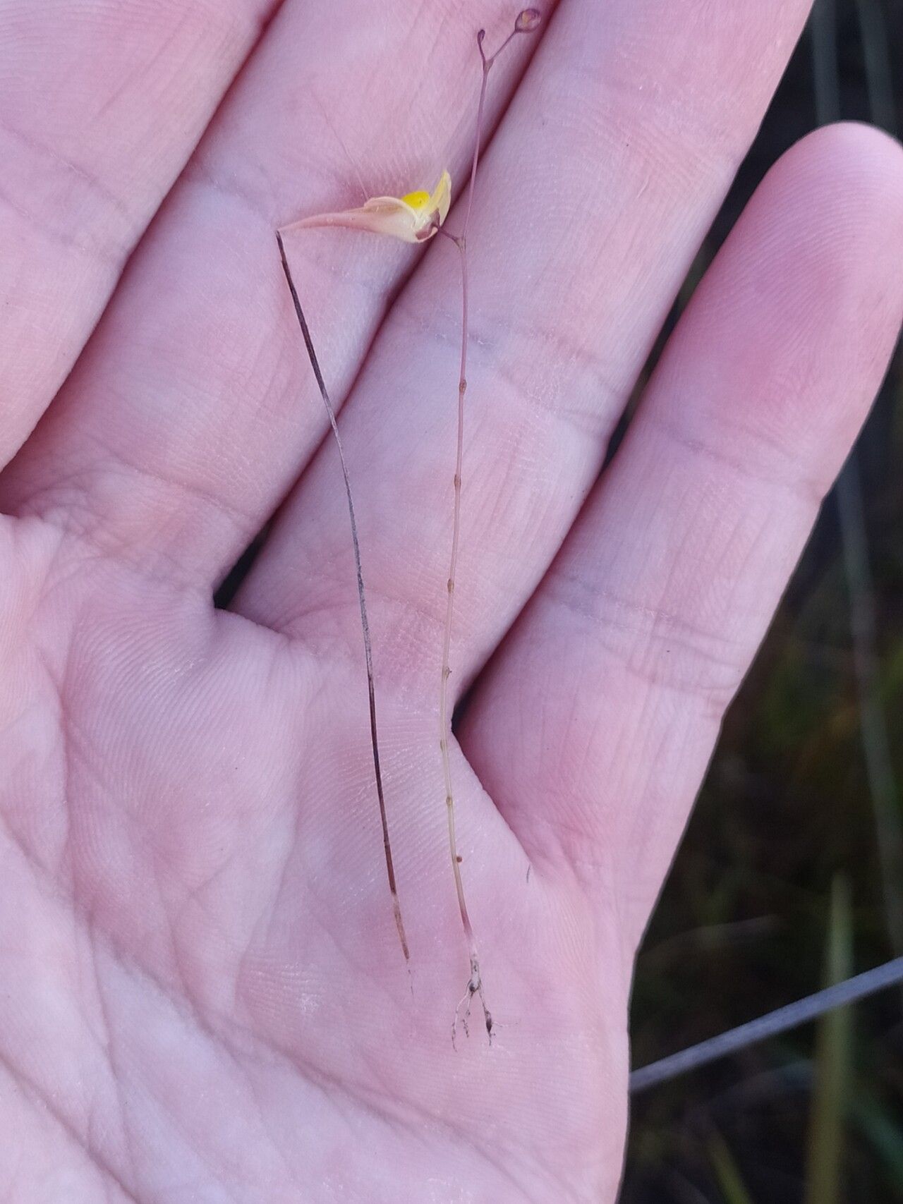 Utricularia nigrescens — search result for 'Utricularia'