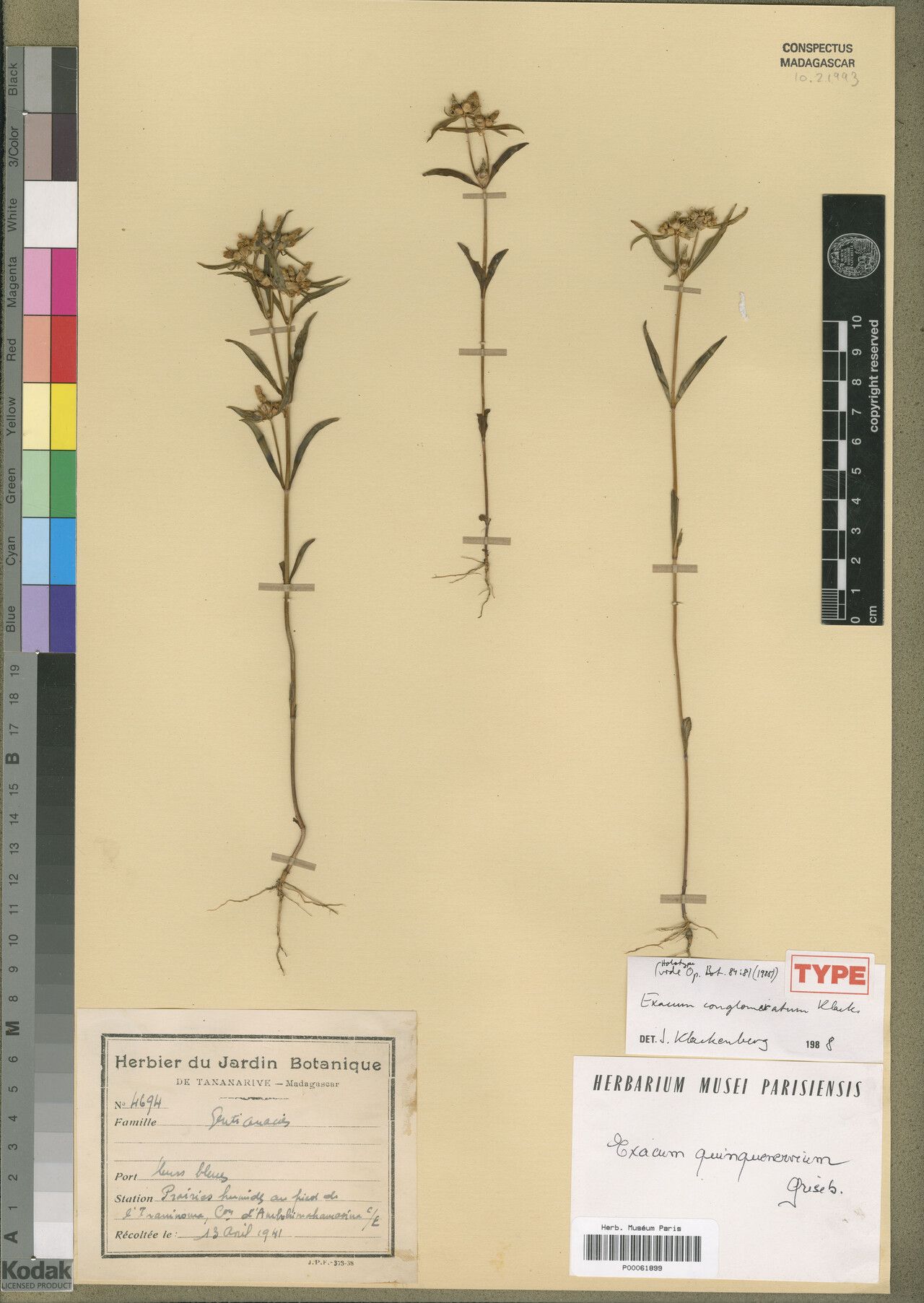 Exacum conglomeratum — houseplant care guide