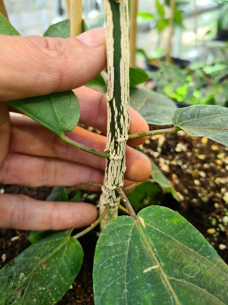 Passiflora maliformis bark