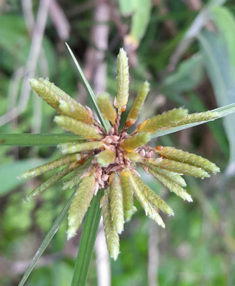 Cyperus incomtus — houseplant care guide