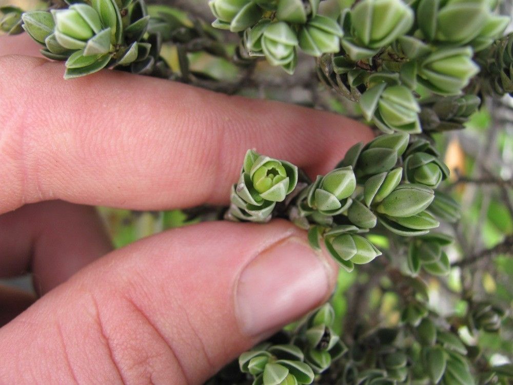 Geniostoma imbricatum — houseplant care guide