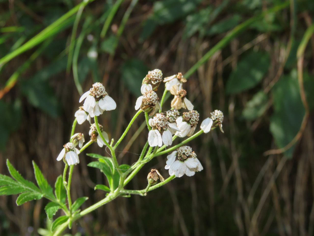 Achillea macrophylla flower