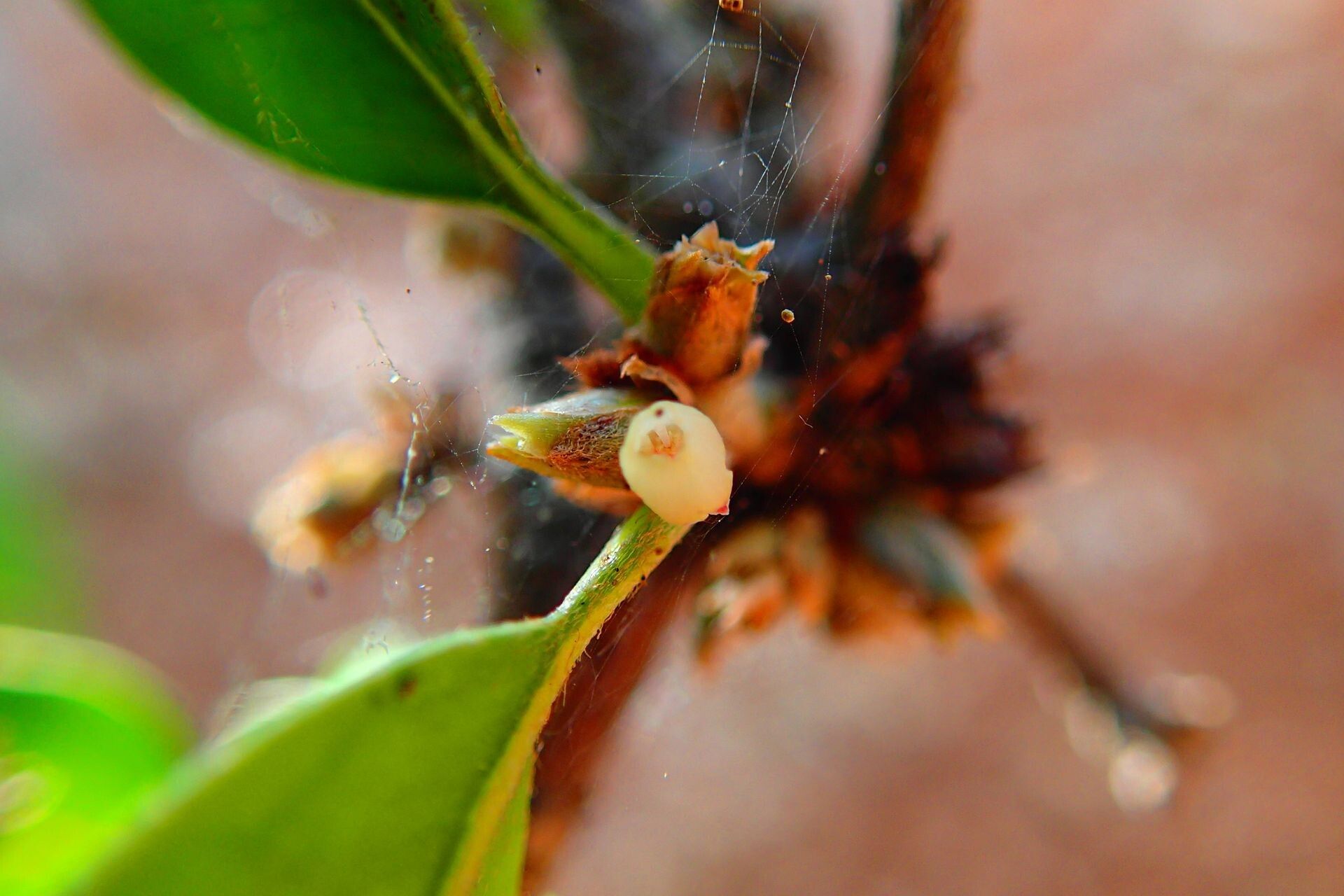 Planchonella luteocostata fruit